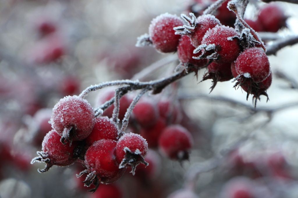 Winter im Westfalenpark