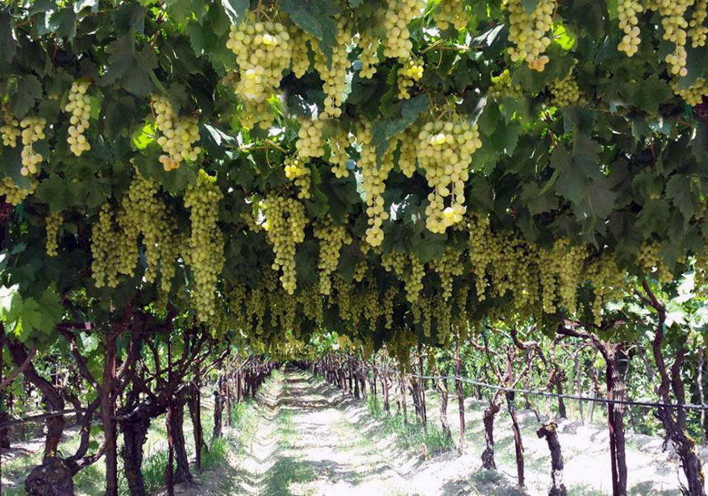 Weinreben in Armenien